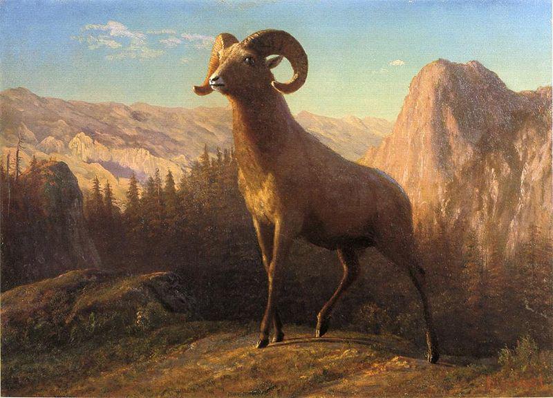 Albert Bierstadt A Rocky Mountain Sheep, Ovis, Montana